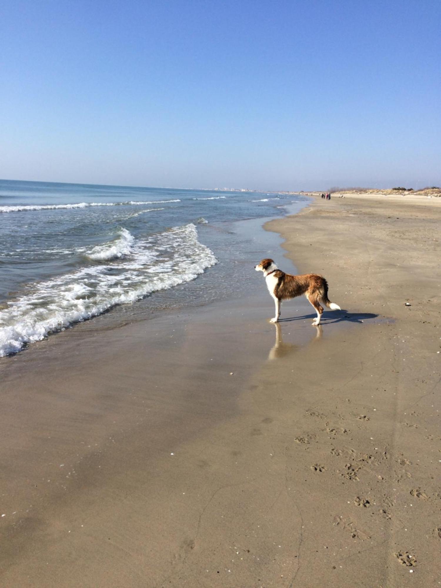 Maison De Maitre Proche Plage A 에그모르트 외부 사진